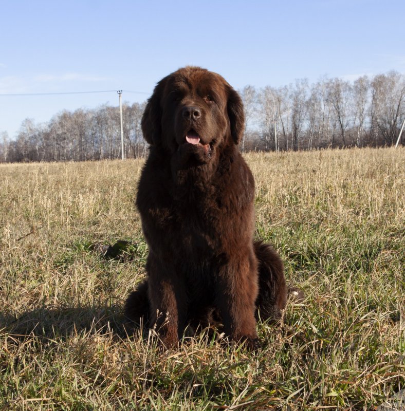 Фото: ньюфаундленд Восходящая Звезда из Замка Мелвин (Voshodyaschaya Zvezda Iz Zamka Melvin)