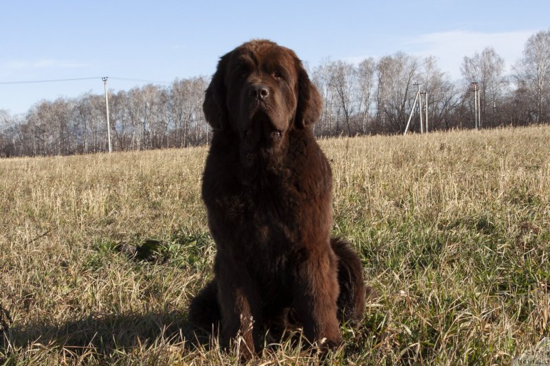 Фото: ньюфаундленд Восходящая Звезда из Замка Мелвин (Voshodyaschaya Zvezda Iz Zamka Melvin)