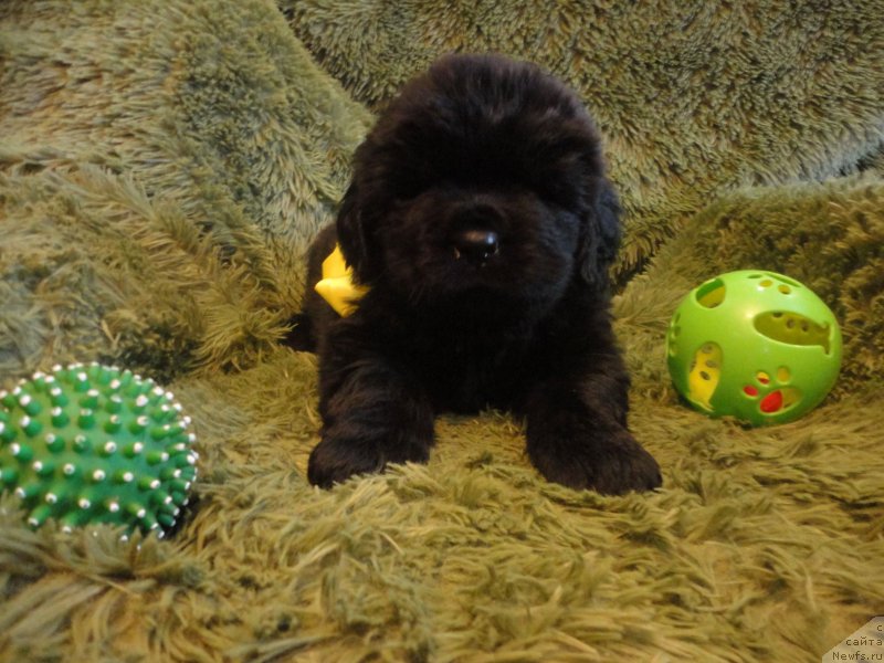 Фото: ньюфаундленд Есения Стюарт