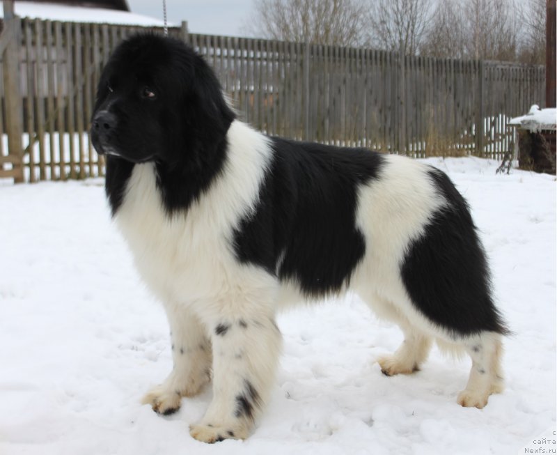 Фото: ньюфаундленд Терра Виктория ЗЗ Топ Ла Грандэ