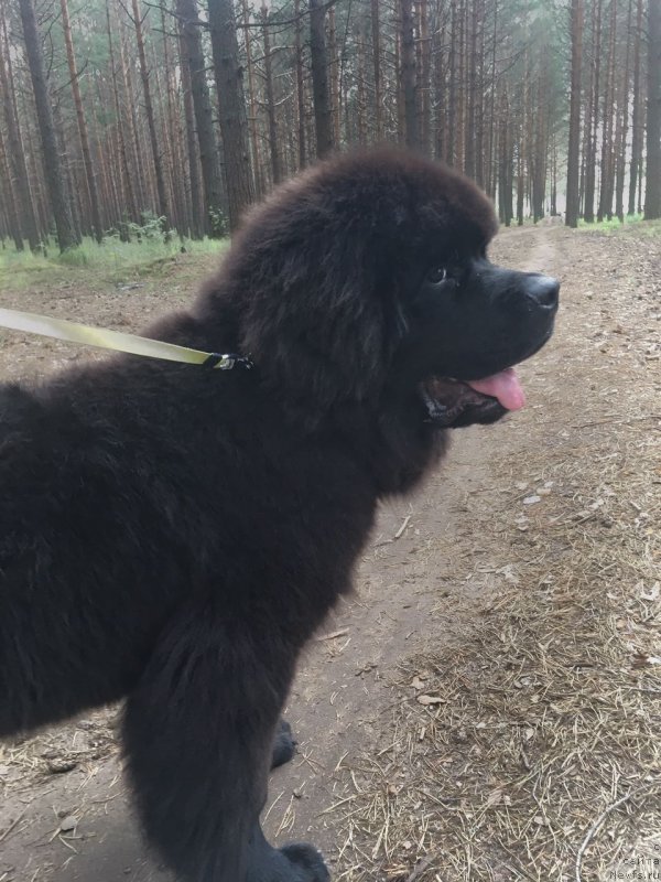 Фото: ньюфаундленд Супер Бизон Чингисхан (Super Bizon Chingishan)