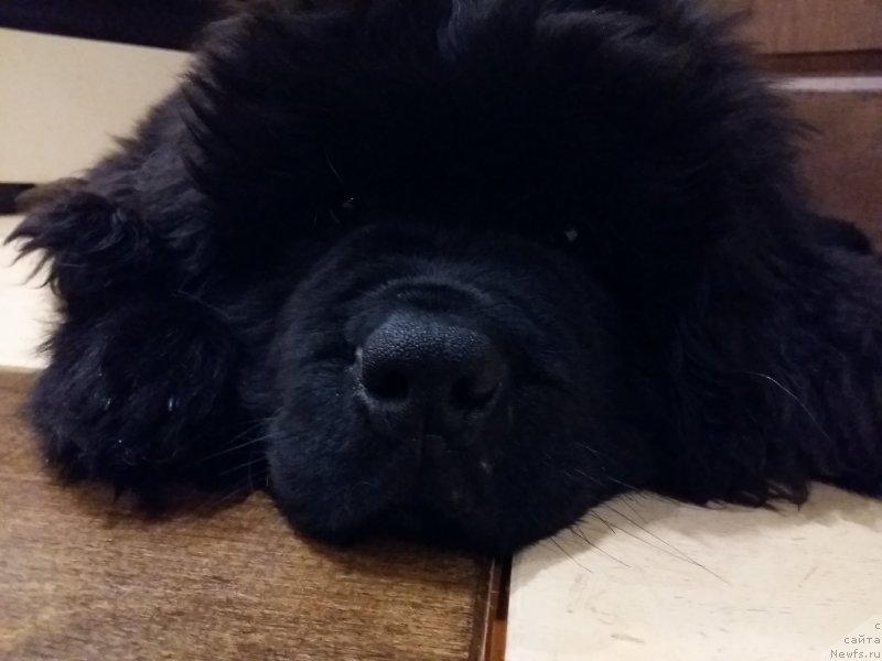 Фото: ньюфаундленд Супер Бизон Чингисхан (Super Bizon Chingishan)