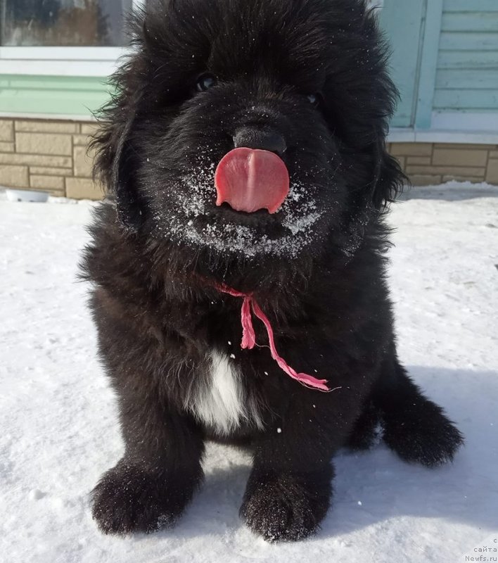 Фото: ньюфаундленд Супер Бизон Чингисхан (Super Bizon Chingishan)