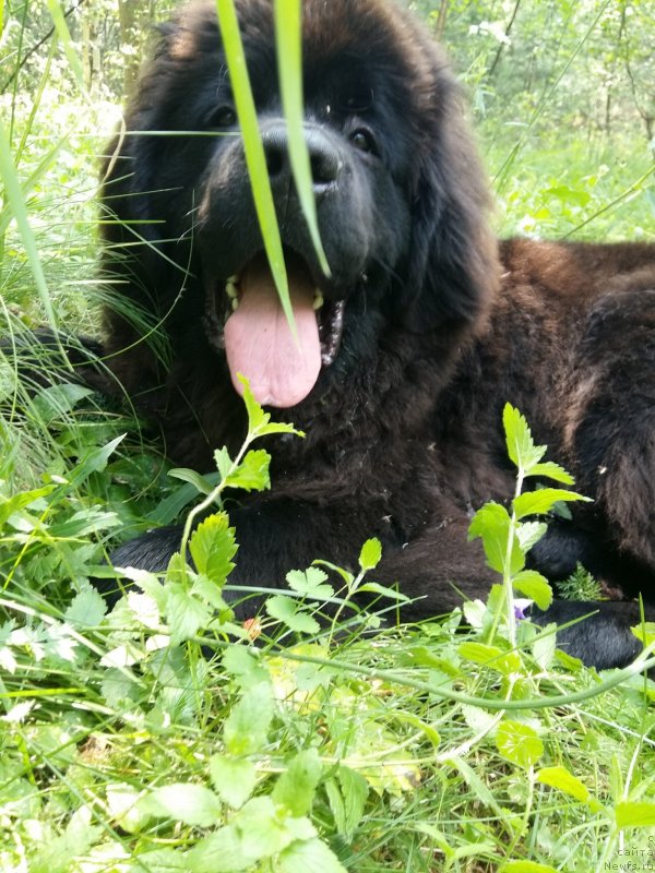 Фото: ньюфаундленд Супер Бизон Чингисхан (Super Bizon Chingishan)