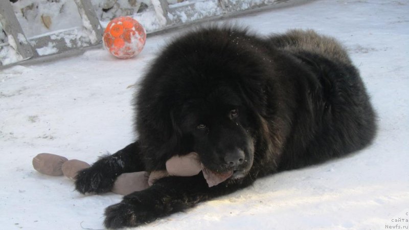 Фото: ньюфаундленд Шаляпин из Тихого Омута