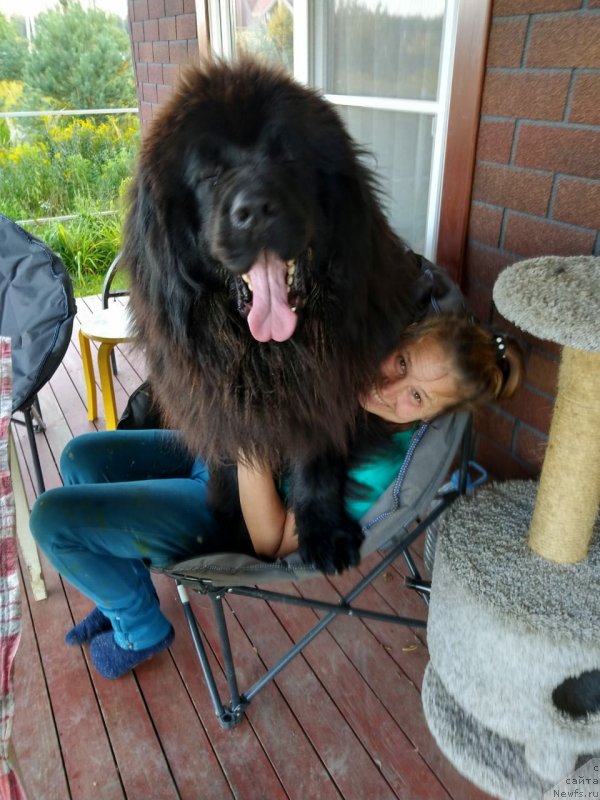 Фото: ньюфаундленд Инфант Форева Янг