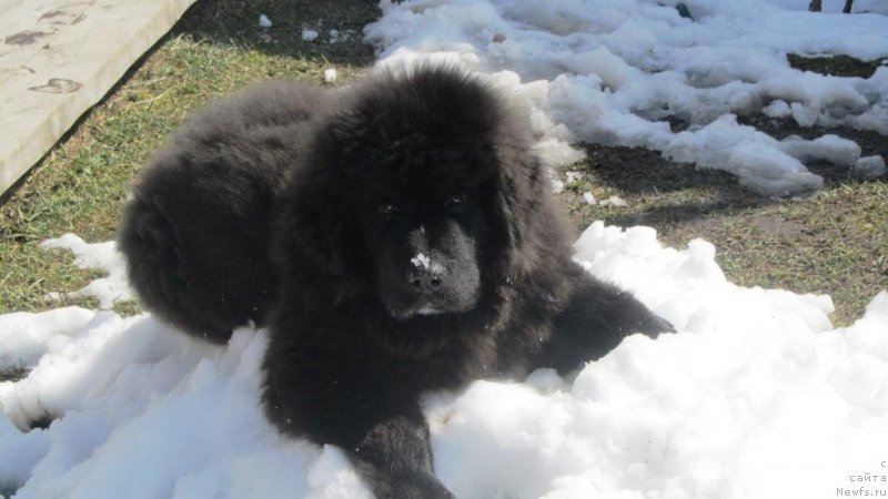 Фото: ньюфаундленд Шаляпин из Тихого Омута
