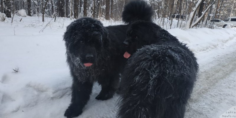 Фото: ньюфаундленд Шаляпин из Тихого Омута, ньюфаундленд Фелиция из Племени Кедра