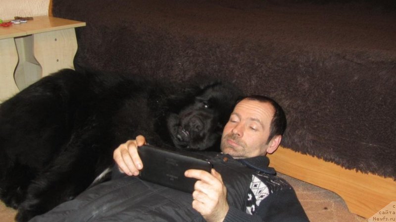 Фото: ньюфаундленд Шаляпин из Тихого Омута