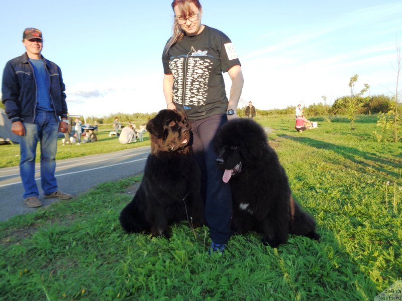 Фото: ньюфаундленд Челеста из Племени Кедра, ньюфаундленд Шаляпин из Тихого Омута