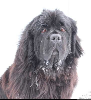 Фото: ньюфаундленд Кипер Соул Уитни Хьюстон