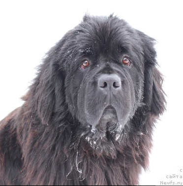 Фото: ньюфаундленд Кипер Соул Уитни Хьюстон