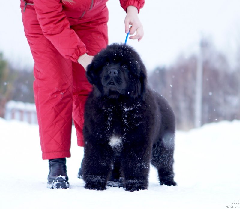 Фото: АК Унгаро