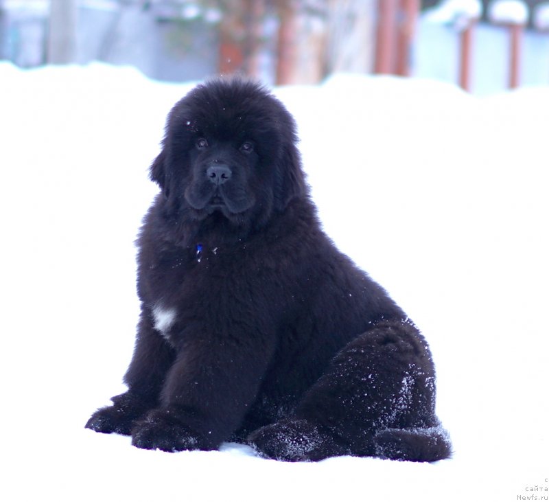Фото: АК Унгаро