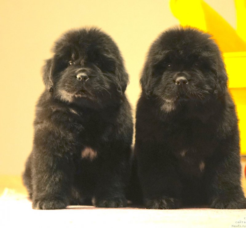 Фото: ньюфаундленд Акватория Келвин Юз оф Мэджик Спирит (Aquatoriya Kelvin Yuse of Magic Spirit)