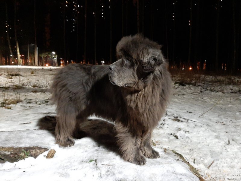 Фото: ньюфаундленд Дюрбахлер Клаб Альфаретта Виньетта