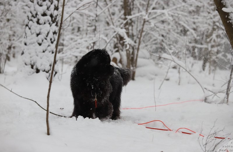 Фотография № 245988