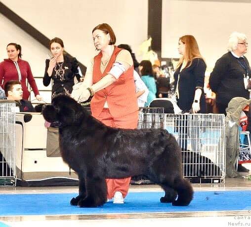 Фото: ньюфаундленд Акватория Келвин Марсчалл (Aquatoriya Kelvin Marschall)