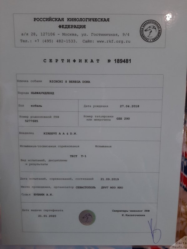 Фото: ньюфаундленд Риччи с Берега Дона (Richchi s Berega Dona)