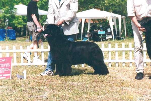 Фото: ньюфаундленд Famosa von Aiching