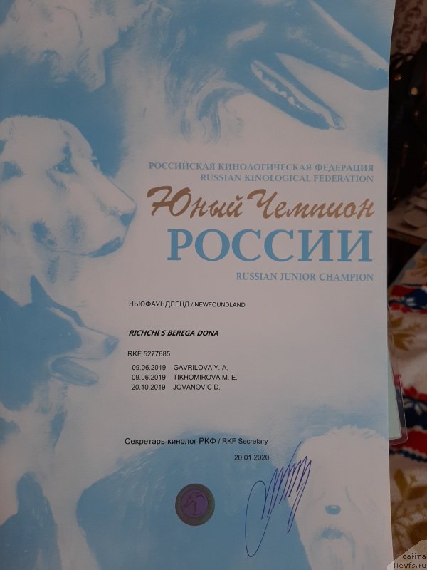 Фото: ньюфаундленд Риччи с Берега Дона (Richchi s Berega Dona)