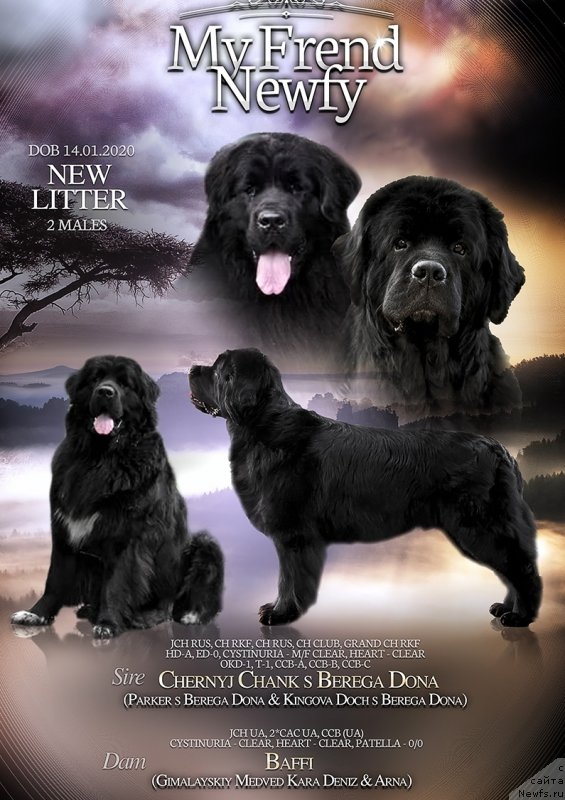 Фото: ньюфаундленд Черный Чанк с Берега Дона (Chernyj Chank s Berega Dona), ньюфаундленд Баффи (Baffi)