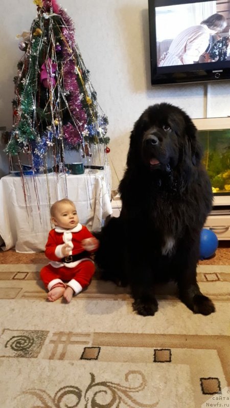 Фото: ньюфаундленд Даанич Веселый Роджер