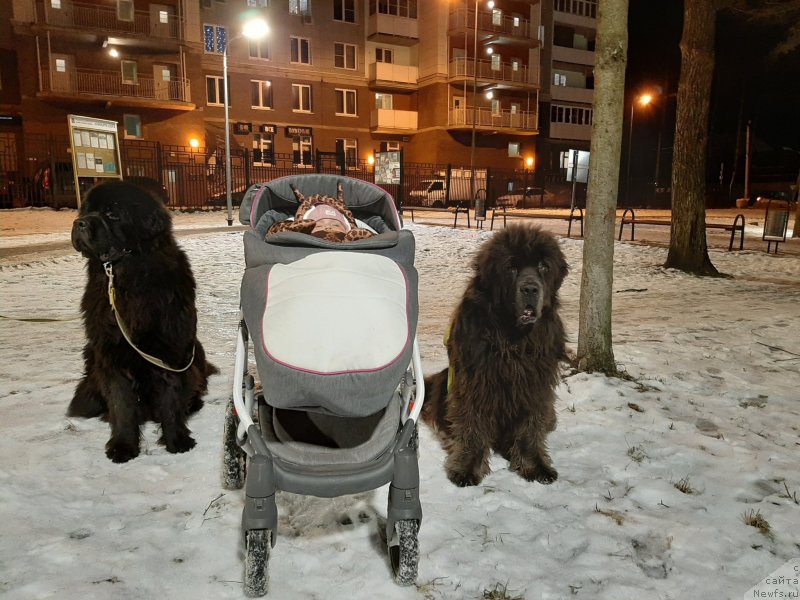 Фото: ньюфаундленд Риччи с Берега Дона (Richchi s Berega Dona), ньюфаундленд Дюрбахлер Клаб Альфаретта Виньетта