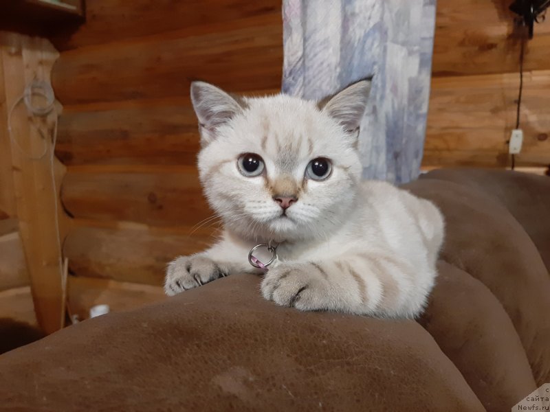 Фотография № 246015