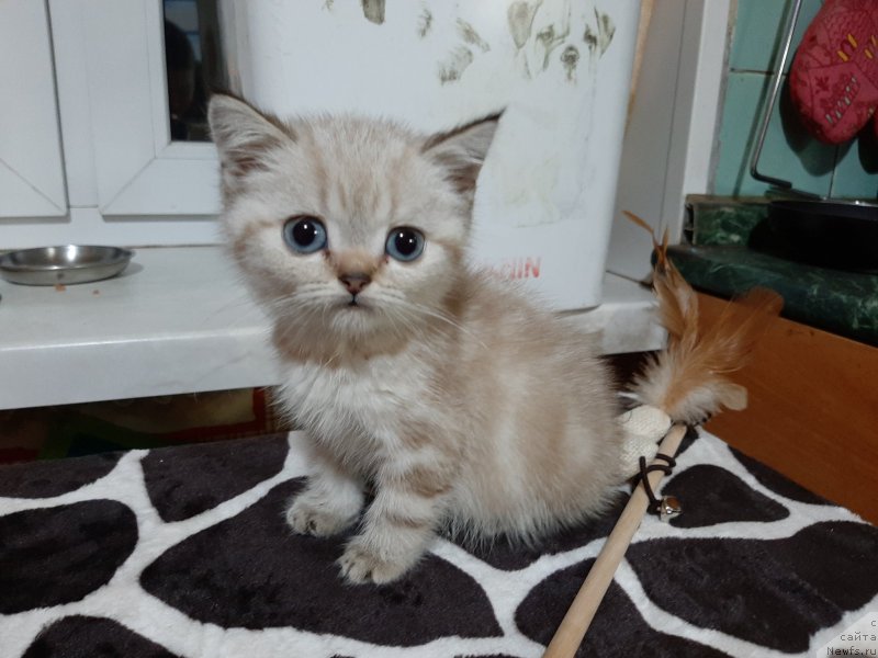 Фотография № 246016