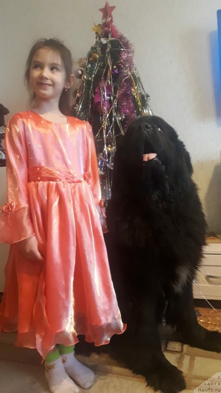 Фото: ньюфаундленд Даанич Веселый Роджер