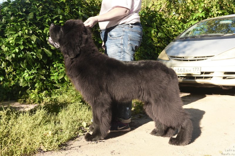 Фото: ньюфаундленд Сент Джонс Фантом (Sent Djons Fantom)