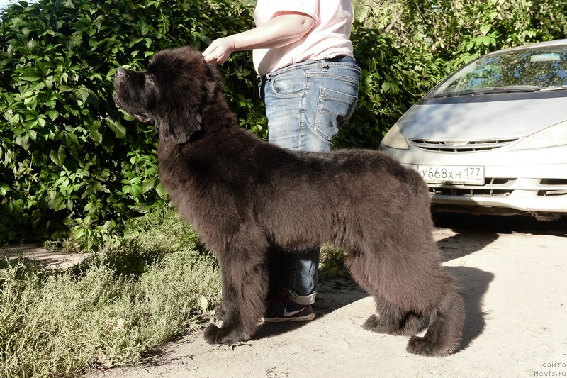 Фото: ньюфаундленд Сент Джонс Фантом (Sent Djons Fantom)