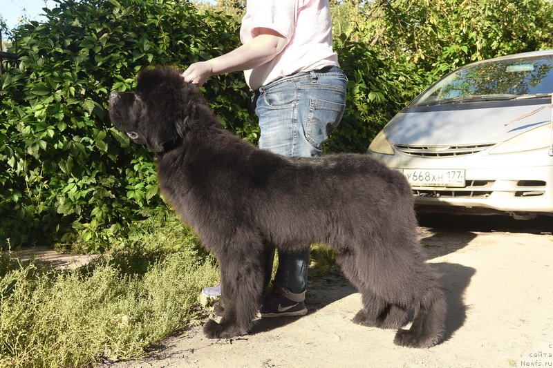 Фото: ньюфаундленд Сент Джонс Фантом (Sent Djons Fantom)