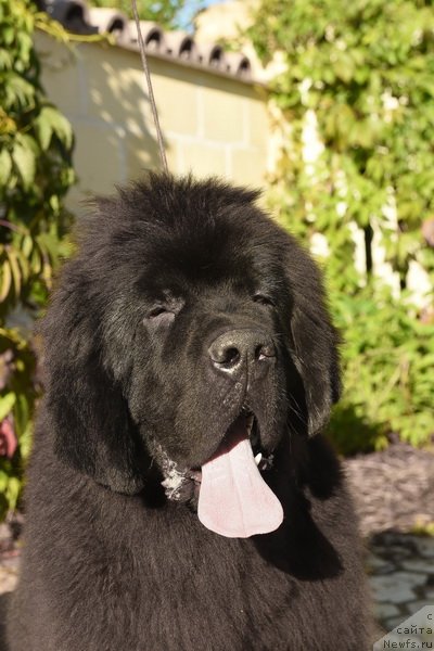 Фото: ньюфаундленд Сент Джонс Фантом (Sent Djons Fantom)