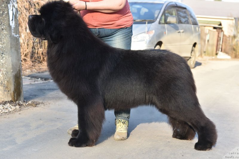 Фото: ньюфаундленд Сент Джонс Фантом (Sent Djons Fantom)