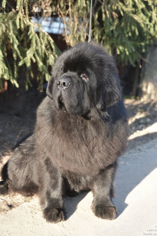 Фото: ньюфаундленд Сент Джонс Фантом (Sent Djons Fantom)