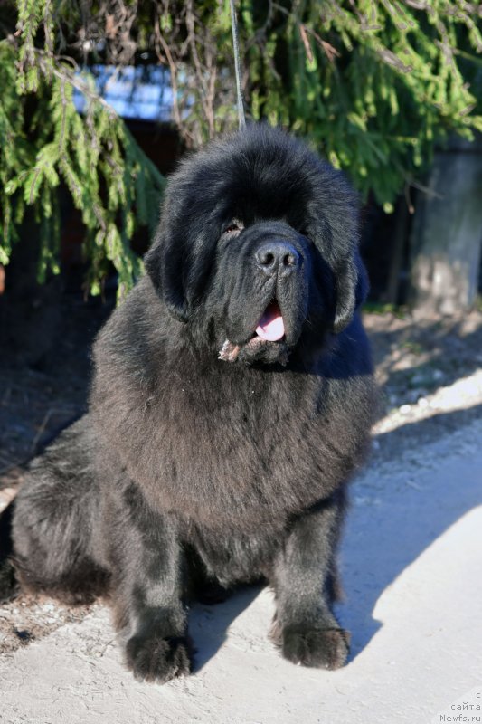 Фото: ньюфаундленд Сент Джонс Фантом (Sent Djons Fantom)