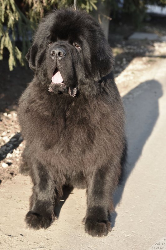 Фото: ньюфаундленд Сент Джонс Фантом (Sent Djons Fantom)