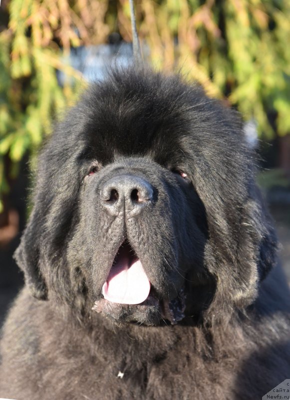 Фото: ньюфаундленд Сент Джонс Фантом (Sent Djons Fantom)