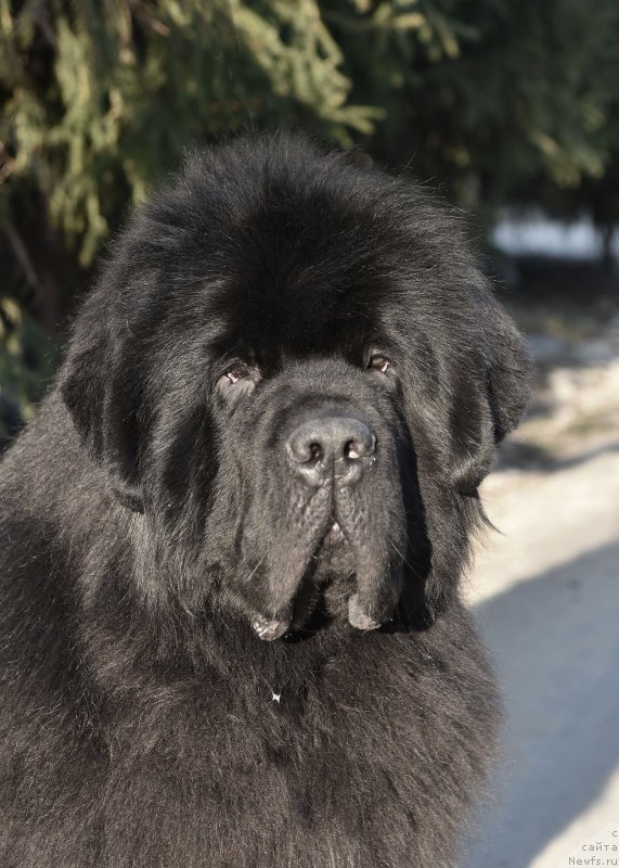 Фото: ньюфаундленд Сент Джонс Фантом (Sent Djons Fantom)