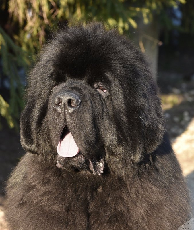 Фото: ньюфаундленд Сент Джонс Фантом (Sent Djons Fantom)