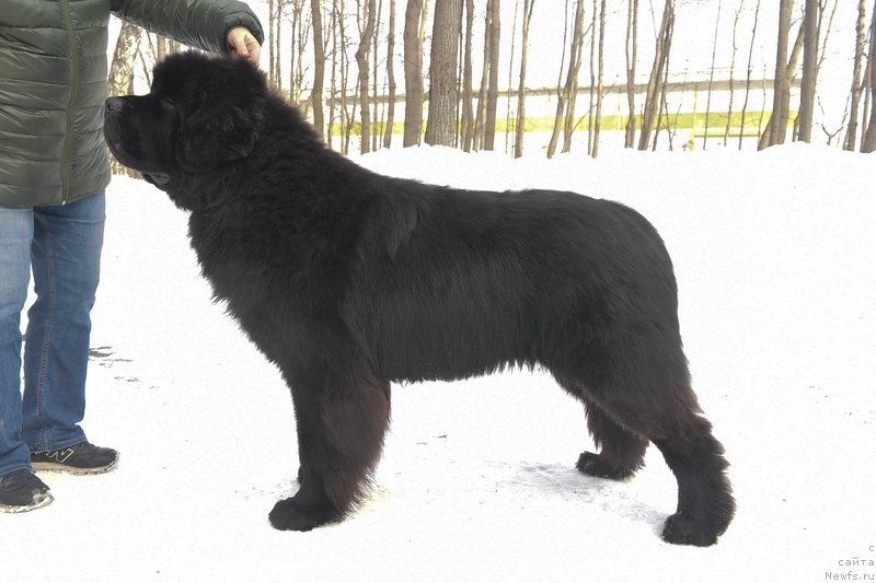 Фото: ньюфаундленд Сент Джонс Фантом (Sent Djons Fantom)