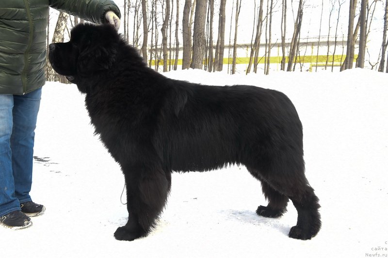 Фото: ньюфаундленд Сент Джонс Фантом (Sent Djons Fantom)