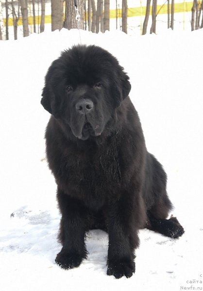 Фото: ньюфаундленд Сент Джонс Фантом (Sent Djons Fantom)