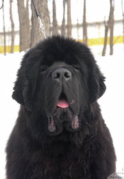 Фото: ньюфаундленд Сент Джонс Фантом (Sent Djons Fantom)