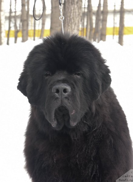 Фото: ньюфаундленд Сент Джонс Фантом (Sent Djons Fantom)