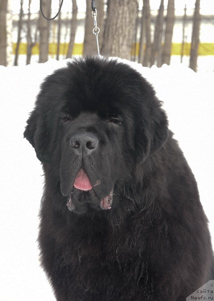 Фото: ньюфаундленд Сент Джонс Фантом (Sent Djons Fantom)