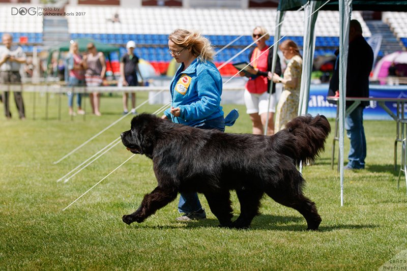 Фото: ньюфаундленд Сент Джонс Фантом (Sent Djons Fantom)