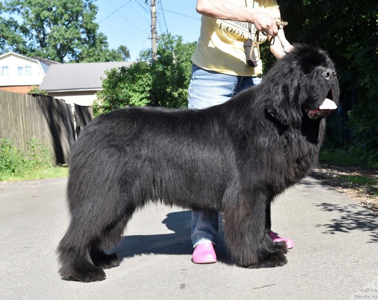 Фото: ньюфаундленд Сент Джонс Фантом (Sent Djons Fantom)